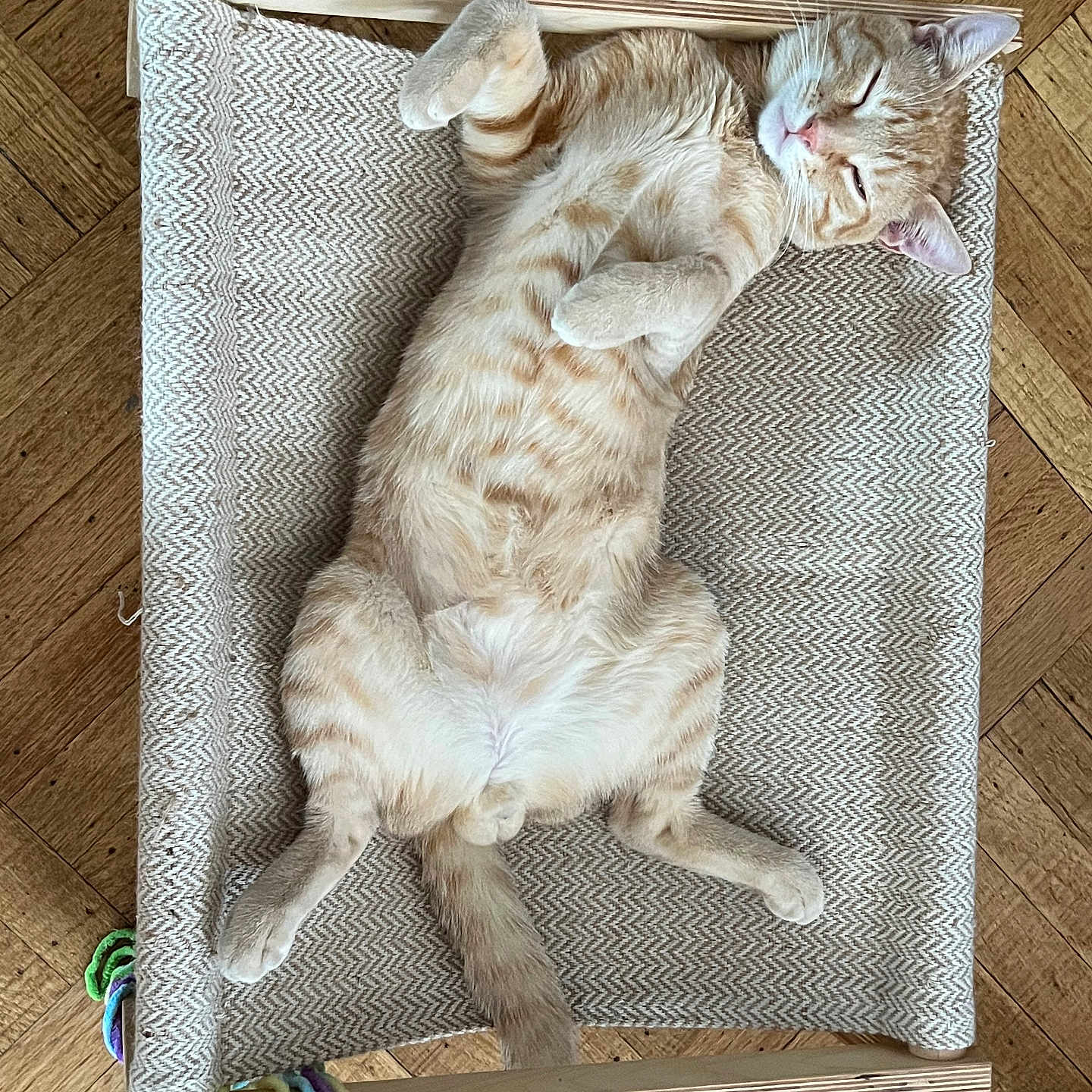 Mango joined the competition — help win amazing prizes! animal, canine, cat, dog, dogbed, infantbed, kitten, pet