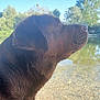 Urney a rejoint le concours — aidez-le/la à gagner de superbes lots ! dog, labrador, wet_fur, close_up, outdoor, river, water, nature, trees, sunlight, peaceful, brown, animal, canine, profile, summer, relaxation, wildlife, scenery, daytime