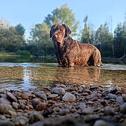 Urney a rejoint le concours — aidez-le/la à gagner de superbes lots ! dog, labrador, water, river, rocks, wet, outdoor, nature, trees, blue_sky, animal, pet, standing, shallow_water, daylight, canine, mammal, brown, landscape, reflection