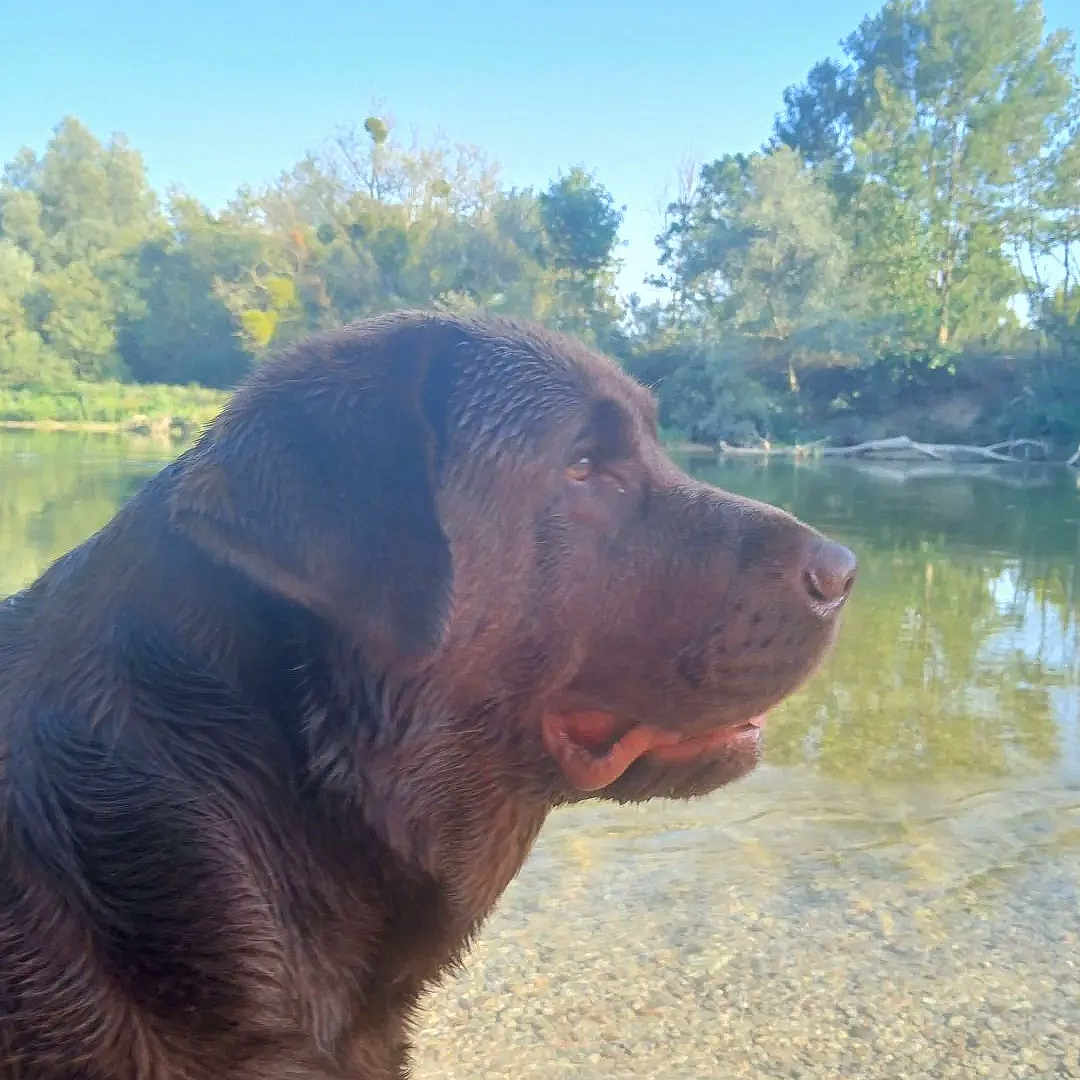 Urney participe au concours pour gagner de l'argent avec cette photo : animal, canine, chocolate_labrador, daytime, dog, forest, landscape, mammal, nature, outdoor, peaceful, pond, reflection, river, side_profile, sky, trees, water, wet_fur, wildlife
