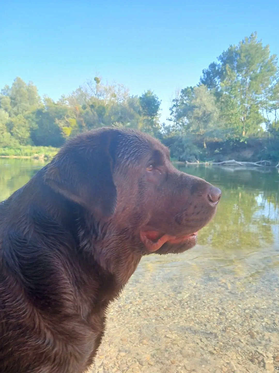Urney participe au concours pour gagner de l'argent avec cette photo : dog, chocolate_labrador, water, river, outdoor, nature, trees, sky, canine, animal, wet_fur, pond, peaceful, daytime, mammal, wildlife, forest, reflection, side_profile, landscape