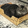 animal, box, cardboard_box, carpet, cat, close_up, curious, cute, domestic_animal, feline, floor, fur, home, indoor, pet, relaxed, resting, tabby_cat, texture, yellow_eyes