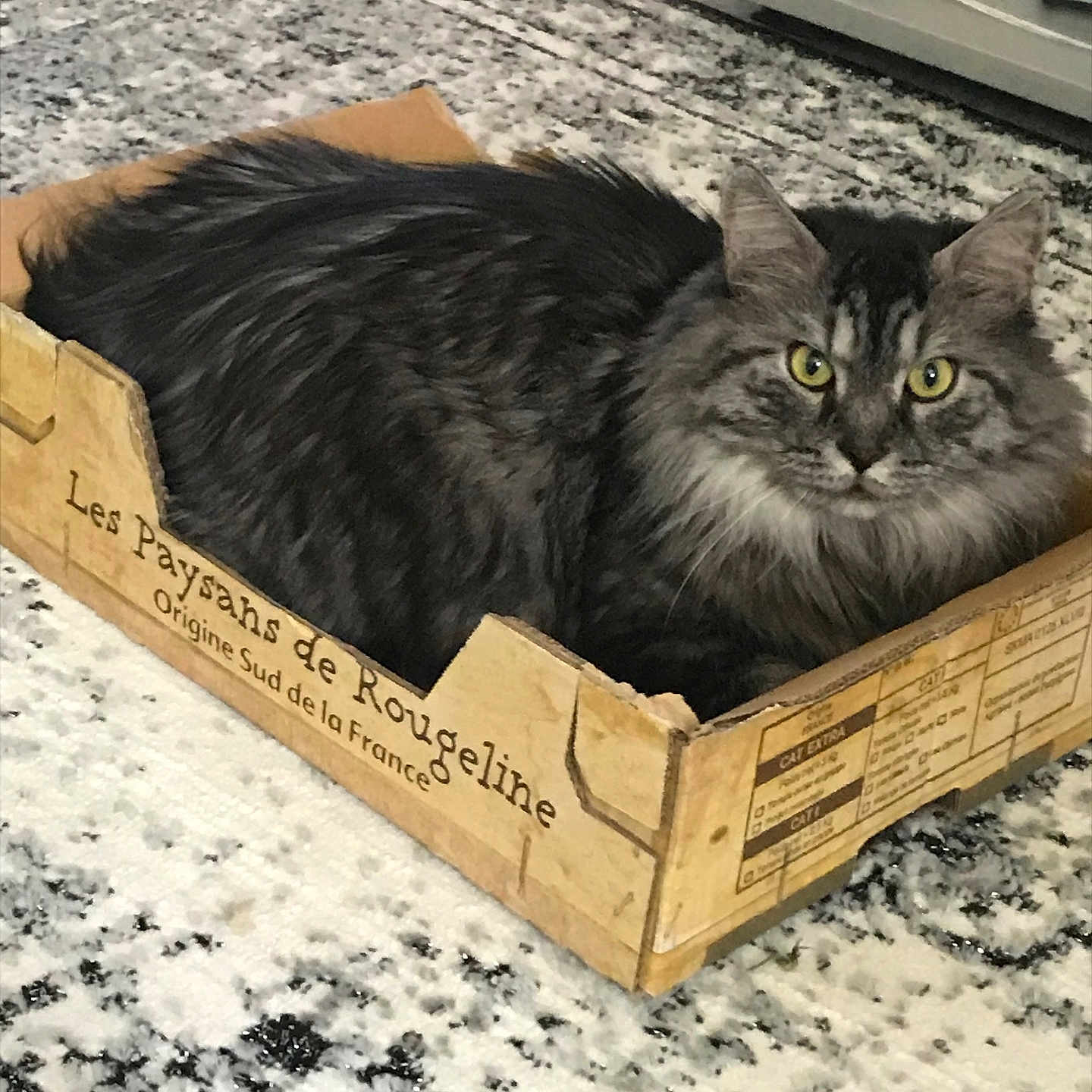 Julius