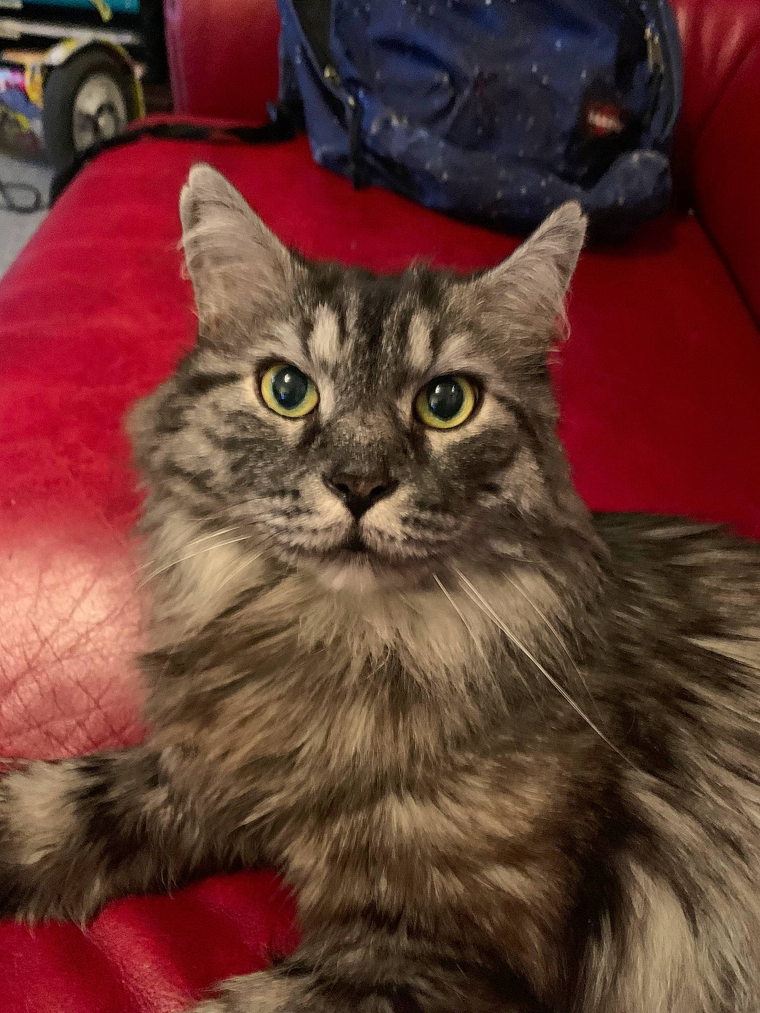 Julius participe au concours pour gagner de l'argent avec cette photo : automotive_tire, carnivore, cat, comfort, domestic_short_haired_cat, felidae, fur, paw, small_to_medium_sized_cats, snapshot, snout, tail, terrestrial_animal, tire, wheel, whiskers