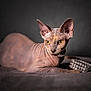 sphynx_cat, cat, pet, hairless, portrait, studio, gray_background, pearls, jewelry, yellow_eyes, large_ears, wrinkled_skin, closeup, laying, furless, luxury, indoor, soft_lighting, gaze, texture