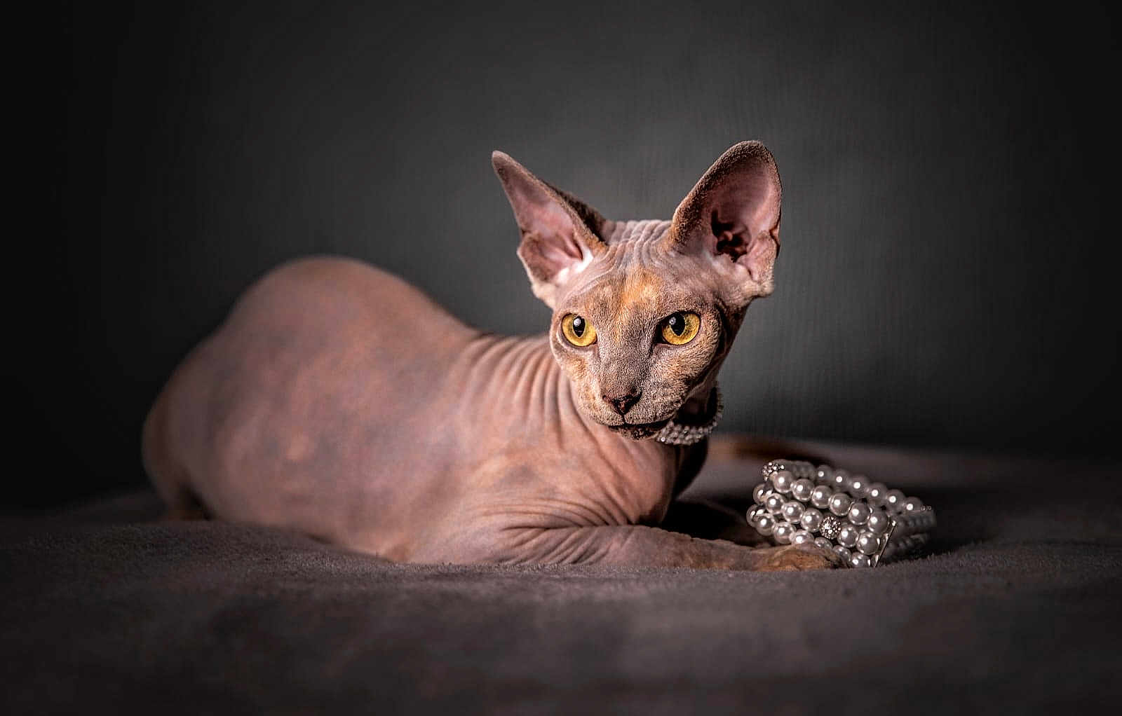 Raven a rejoint le concours — aidez-le/la à gagner de superbes lots ! sphynx_cat, cat, pet, hairless, portrait, studio, gray_background, pearls, jewelry, yellow_eyes, large_ears, wrinkled_skin, closeup, laying, furless, luxury, indoor, soft_lighting, gaze, texture
