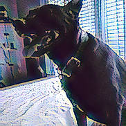 Davinci Charles is registered to the contest to win money with this photo: dog, bed, indoor, window, blinds, collar, pet, animal, happy, tongue_out, standing, furniture, room, light, shadow, home, domestic, canine, portrait, smiling