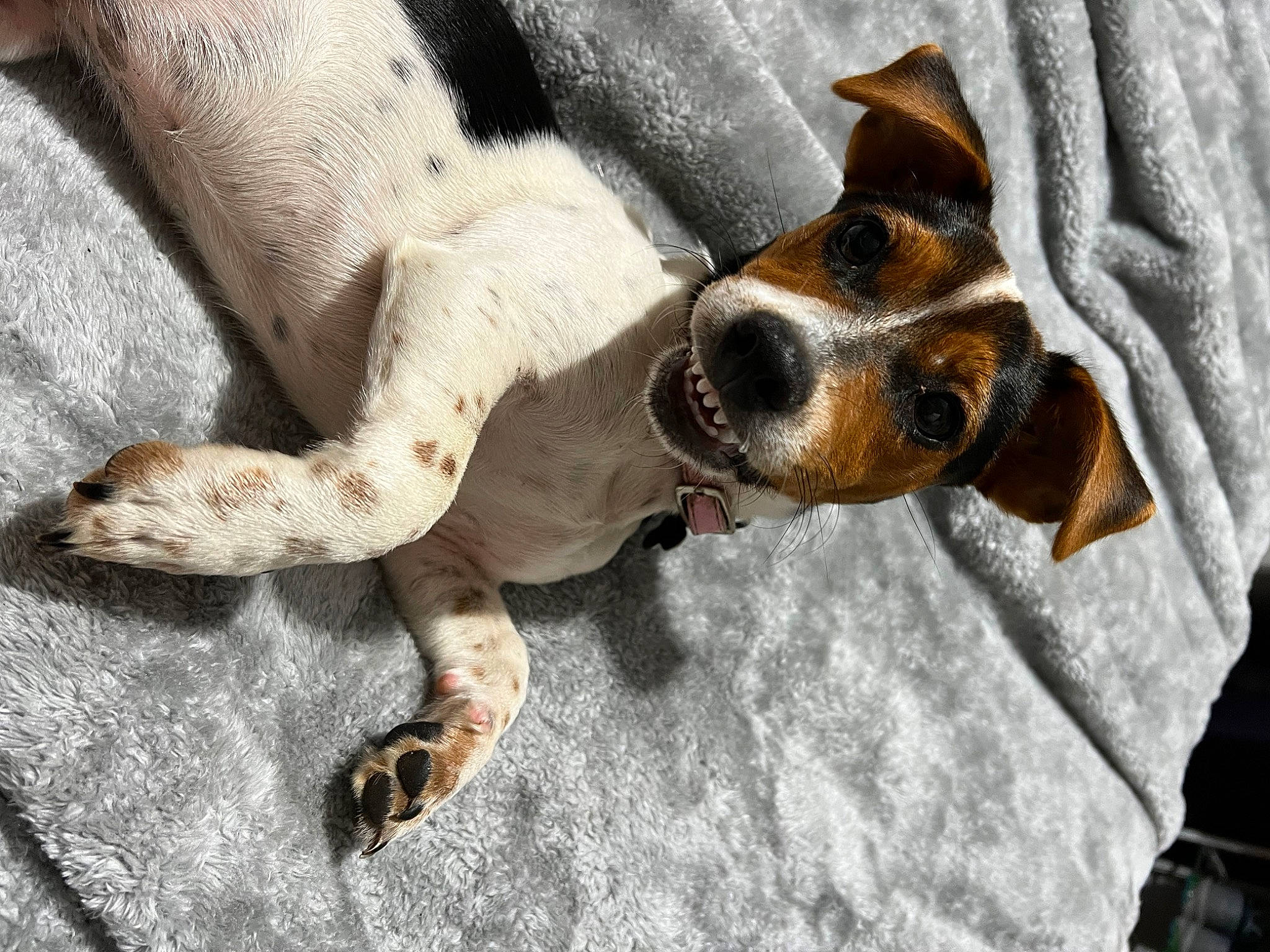 Dollie joined the competition — help win amazing prizes! canidae, carnivore, chilean_fox_terrier, collar, comfort, companion_dog, dog, dog_breed, fawn, fur, hound, hunting_dog, paw, snout, sporting_group, terrestrial_animal, terrier, toy_dog, whiskers, working_animal