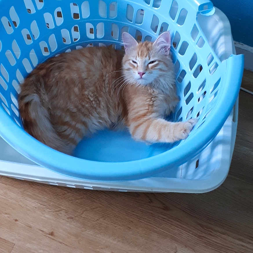 Opium participe au concours pour gagner de l'argent avec cette photo : asian, australian_mist, carnivore, cat, cat_bed, cat_supply, domestic_short_haired_cat, dragon_li, european_shorthair, felidae, kitten, litter_box, munchkin, ocicat, pet_supply, small_to_medium_sized_cats, tabby_cat, whiskers