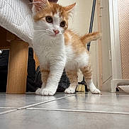 Nala a rejoint le concours — aidez-le/la à gagner de superbes lots ! animal, broom, cat, curious, cute, domestic, ears, floor, fur, furniture, indoor, kitten, orange_and_white, paws, pet, small, tail, tile, whiskers, young
