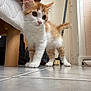 animal, broom, cat, curious, cute, domestic, ears, floor, fur, furniture, indoor, kitten, orange_and_white, paws, pet, small, tail, tile, whiskers, young