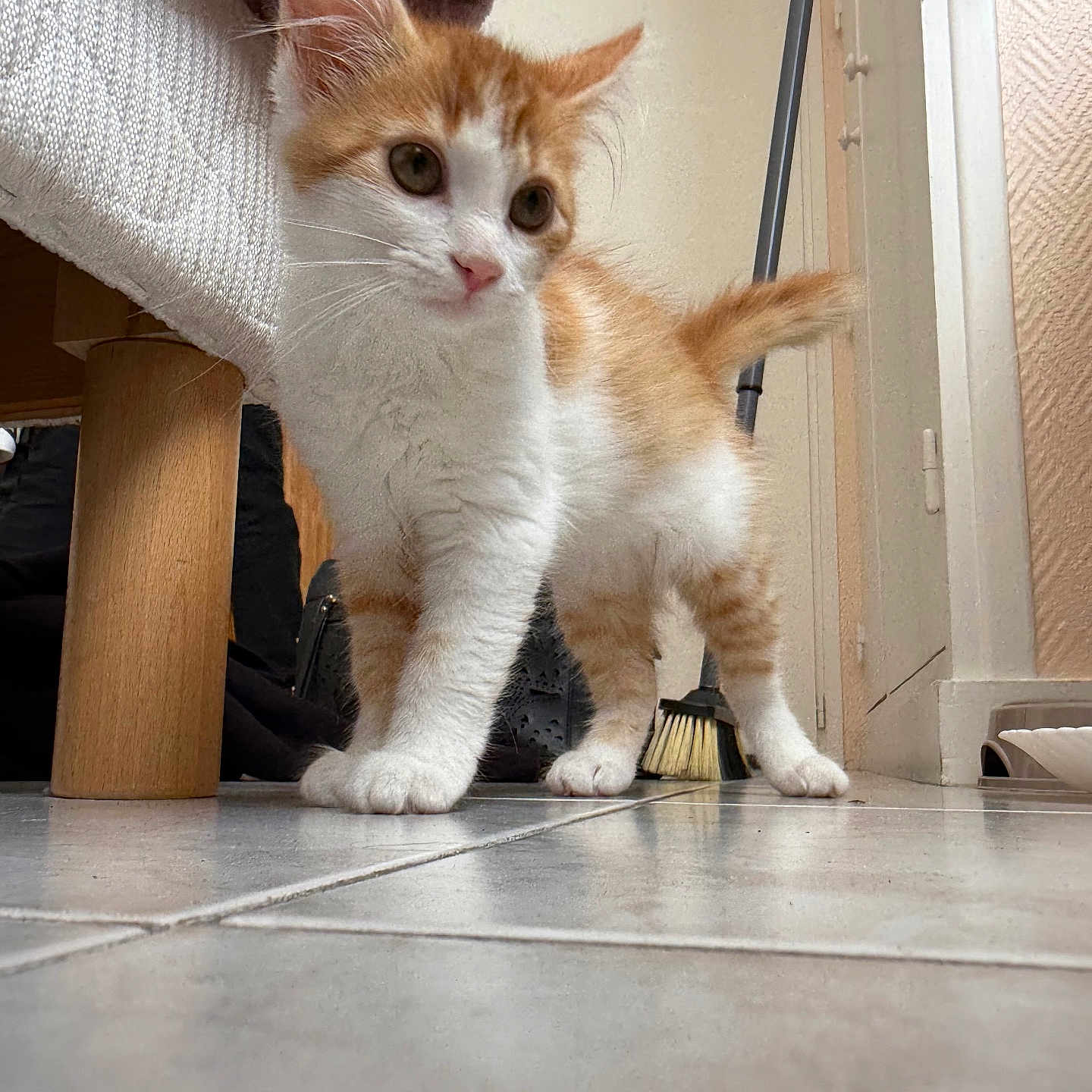 Nala a rejoint le concours — aidez-le/la à gagner de superbes lots ! animal, broom, cat, curious, cute, domestic, ears, floor, fur, furniture, indoor, kitten, orange_and_white, paws, pet, small, tail, tile, whiskers, young