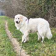 Angus participe au concours pour gagner de l'argent avec cette photo : dog, white_dog, outdoor, grass, path, leash, bushes, nature, canine, walking, fur, pet, animal, forest_edge, trail, greenery, daylight, muzzle, tail, quiet