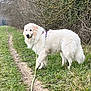 dog, white_dog, outdoor, grass, path, leash, bushes, nature, canine, walking, fur, pet, animal, forest_edge, trail, greenery, daylight, muzzle, tail, quiet