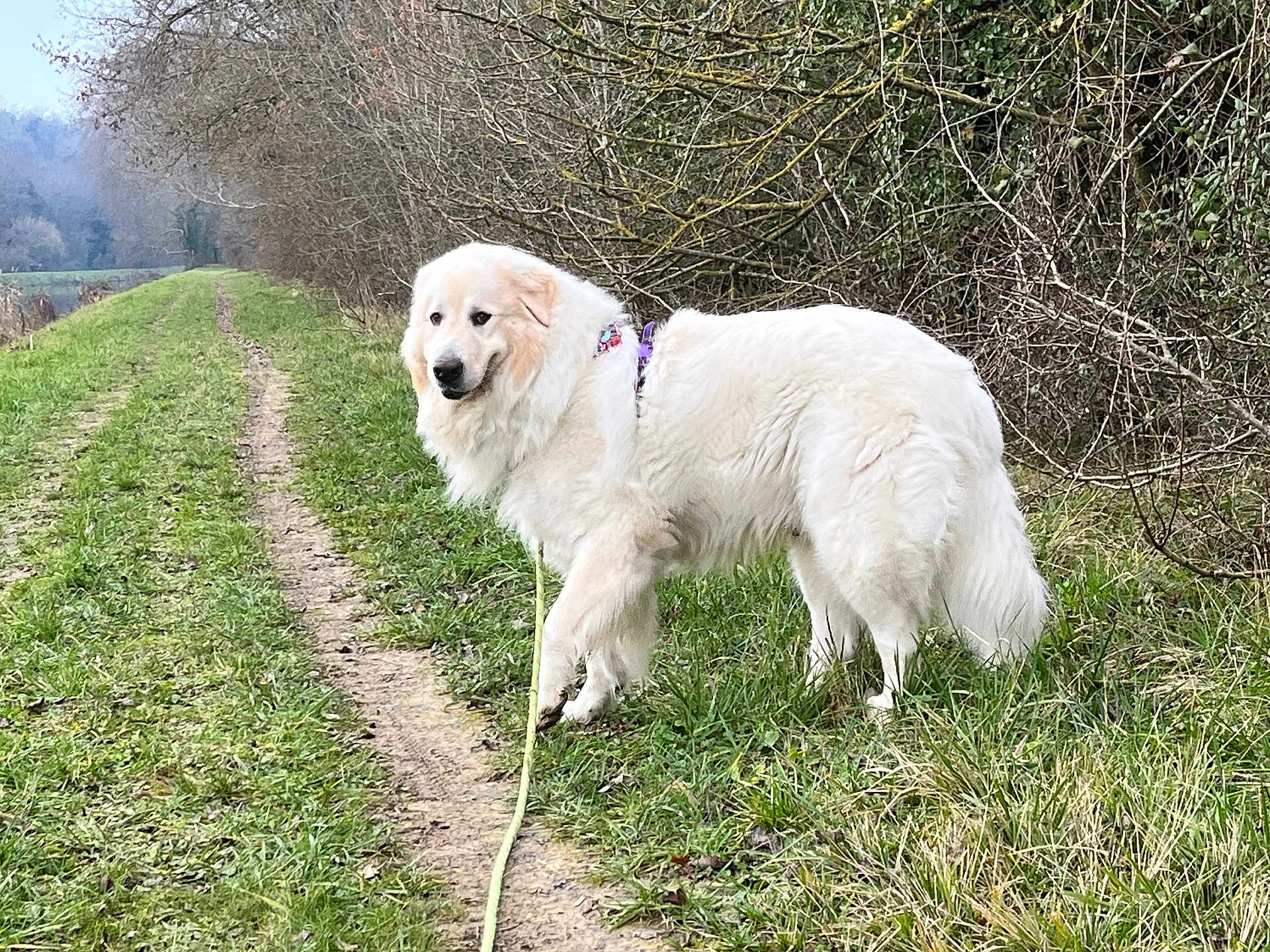 Angus participe au concours pour gagner de l'argent avec cette photo : dog, white_dog, outdoor, grass, path, leash, bushes, nature, canine, walking, fur, pet, animal, forest_edge, trail, greenery, daylight, muzzle, tail, quiet