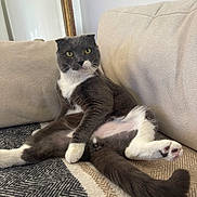 Balou a rejoint le concours — aidez-le/la à gagner de superbes lots ! cat, grey, white, folded_ears, sitting, couch, indoor, pet, fur, tail, paws, wide_eyes, looking, relaxed, home, feline, animal, cozy, blanket, mirror
