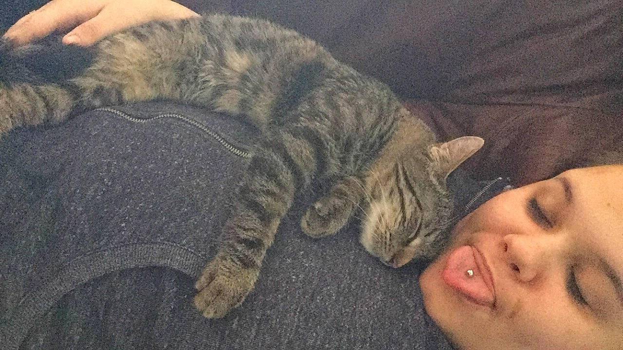 Gribouille a rejoint le concours — aidez-le/la à gagner de superbes lots ! carnivore, cat, claw, domestic_short_haired_cat, dragon_li, ear, european_shorthair, fawn, felidae, fur, german_rex, kitten, nap, paw, pixie_bob, polydactyl_cat, sleep, small_to_medium_sized_cats, tabby_cat, whiskers