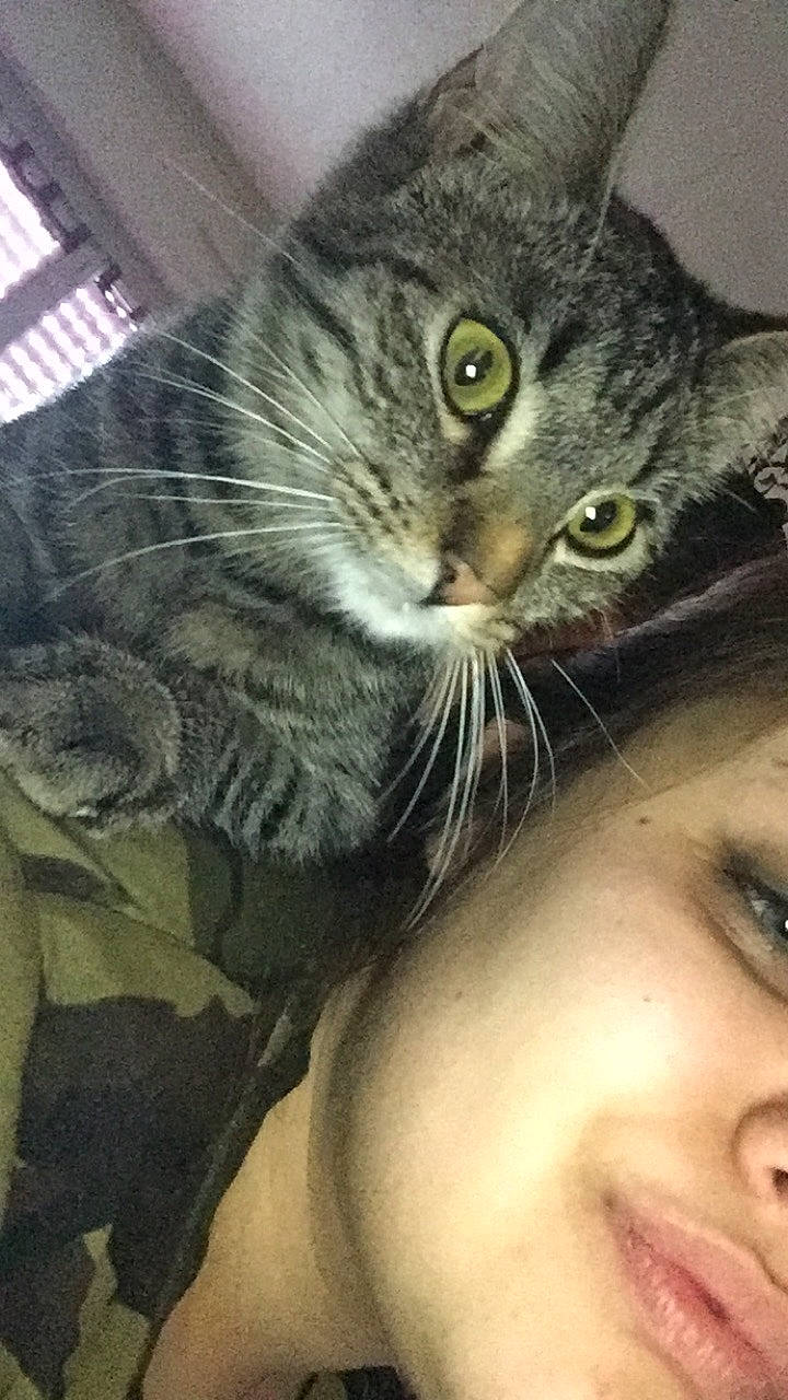 Gribouille a rejoint le concours — aidez-le/la à gagner de superbes lots ! american_shorthair, asian, carnivore, cat, domestic_short_haired_cat, dragon_li, ear, european_shorthair, eye, felidae, kitten, nose, photography, pixie_bob, selfie, small_to_medium_sized_cats, smile, snout, tabby_cat, whiskers