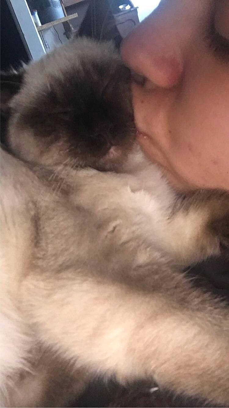 Coffee participe au concours pour gagner de l'argent avec cette photo : birman, canidae, carnivore, cat, ear, fawn, felidae, fur, himalayan, kitten, mouth, nose, paw, ragdoll, small_to_medium_sized_cats, snout, whiskers