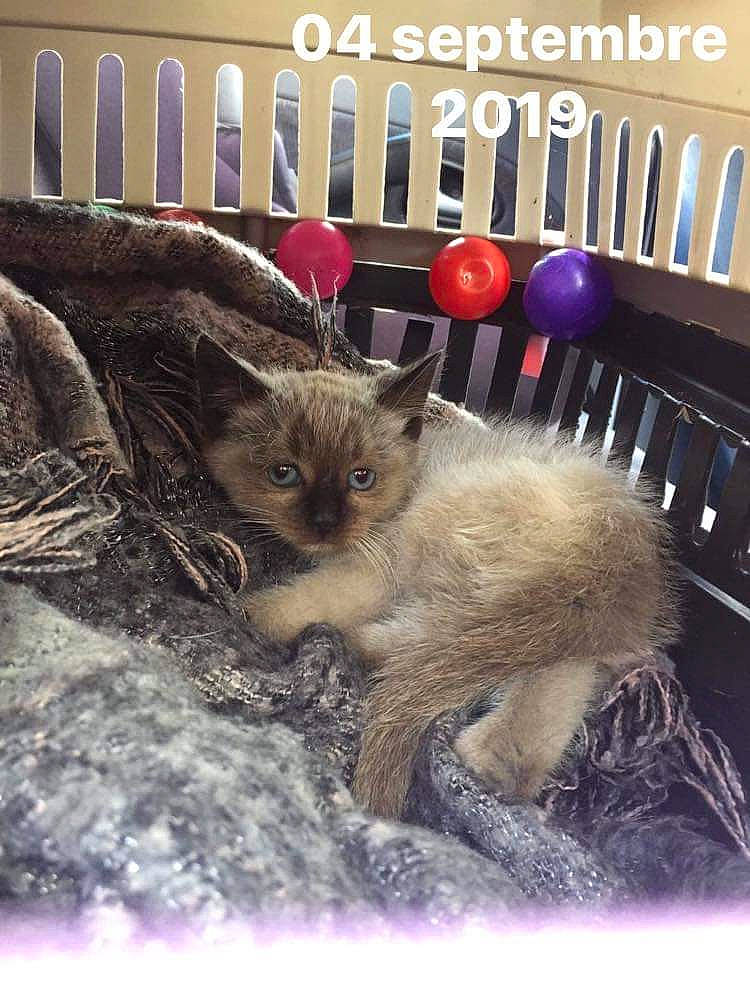 Coffee participe au concours pour gagner de l'argent avec cette photo : asian, british_semi_longhair, carnivore, cat, domestic_short_haired_cat, fawn, felidae, fur, kitten, mammal, photo_caption, ragdoll, small_to_medium_sized_cats, whiskers
