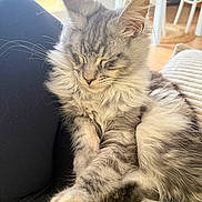 Azur a rejoint le concours — aidez-le/la à gagner de superbes lots ! cat, kitten, sleeping, fur, whiskers, paw, long_hair, grey_tabby, pet, indoor, cozy, couch, pillow, lap, relaxed, closeup, chair, sunlight, legs, home