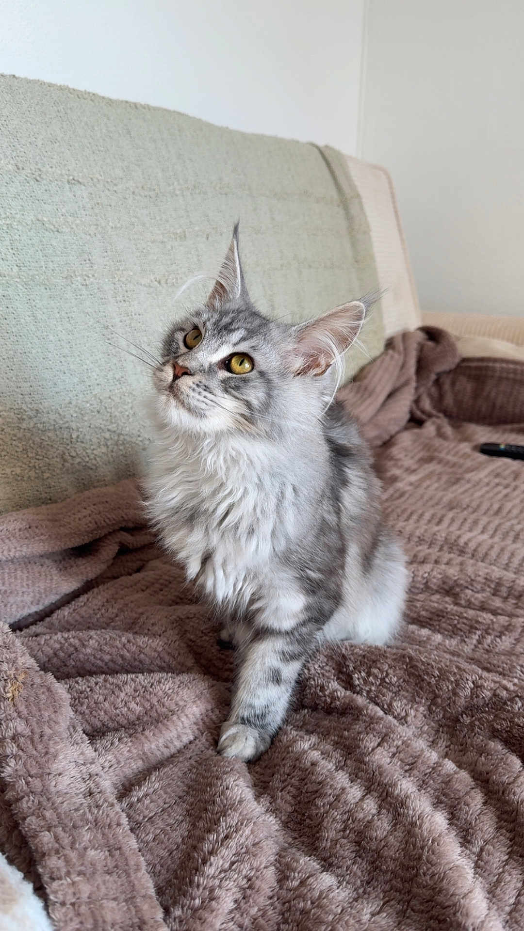 Azur participe au concours pour gagner de l'argent avec cette photo : cat, kitten, fluffy, long_hair, silver_tabby, yellow_eyes, whiskers, ears, blanket, couch, indoor, pet, sitting, looking_up, cozy, soft_texture, portrait, fur, home_interior, remote_control