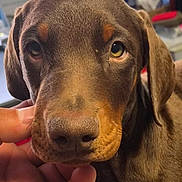 Bob participe au concours pour gagner de l'argent avec cette photo : dog, puppy, brown_dog, portrait, close_up, face, eyes, floppy_ears, snout, nose, mouth, fur, short_hair, pet, animal, hand, indoors, home, adorable, looking_at_camera