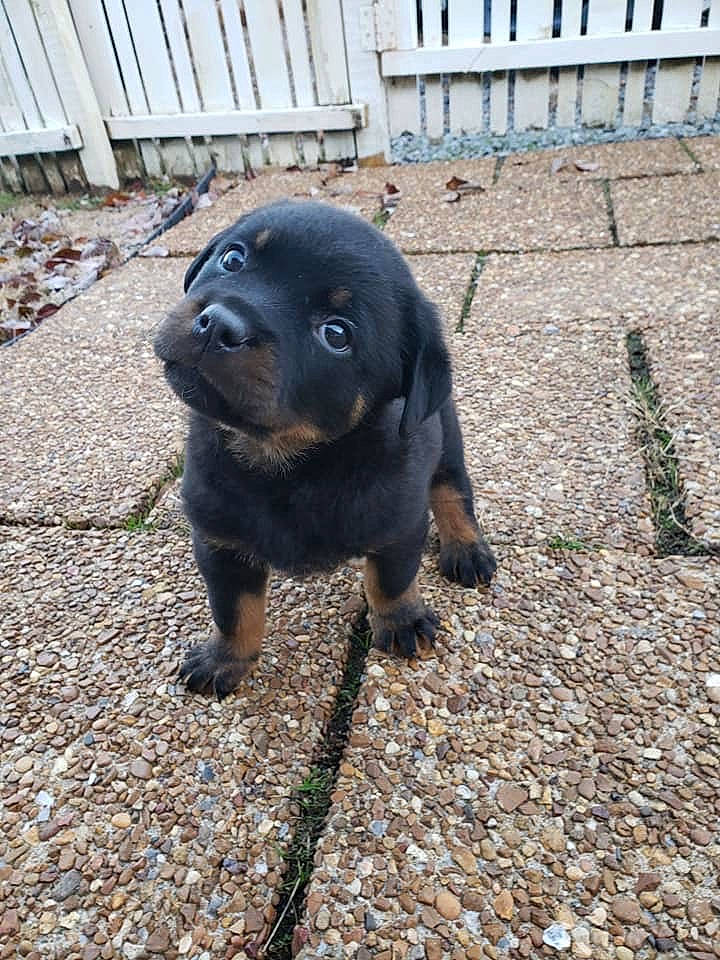 Diesel joined the competition — help win amazing prizes! borador, canidae, carnivore, companion_dog, dog, dog_breed, electric_blue, fawn, fence, fur, home_fencing, liver, road_surface, sculpture, snout, soil, sporting_group, terrestrial_animal, whiskers, working_animal