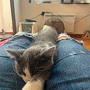 Alaska a rejoint le concours — aidez-le/la à gagner de superbes lots ! casual, cat, cozy, cute, denim, fan, floor, furry, home, indoor, jeans, kitten, paws, pet, relaxing, resting, ripped_jeans, sleeping, whiskers, window