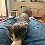 casual, cat, cozy, cute, denim, fan, floor, furry, home, indoor, jeans, kitten, paws, pet, relaxing, resting, ripped_jeans, sleeping, whiskers, window