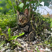 Yumi participe au concours pour gagner de l'argent avec cette photo : cat, tabby_cat, pet, animal, harness, garden, outdoors, greenery, leaves, plants, flowers, petals, nature, portrait, close_up, whiskers, ears, green_eyes, fur, sitting