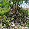 animal, cat, close_up, ears, flowers, fur, garden, green_eyes, greenery, harness, leaves, nature, outdoors, pet, petals, plants, portrait, sitting, tabby_cat, whiskers