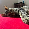 Yumi a rejoint le concours — aidez-le/la à gagner de superbes lots ! cat, tabby, sleeping, lounging, paw, whiskers, fur, striped_fur, pet, indoor, bed, blanket, pink_blanket, sunlight, portrait, close_up, relaxed, home, furniture, animal