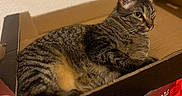 Yumi a rejoint le concours — aidez-le/la à gagner de superbes lots ! animal, cardboard_box, cat, closeup, cozy, ears, feline, french_text, green_eyes, home, indoors, lying_down, pet, portrait, relaxed, sitting, striped_fur, tabby, whiskers, wooden_floor