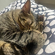 Yumi a rejoint le concours — aidez-le/la à gagner de superbes lots ! animal, bedding, blanket, cat, close_up, cozy, curled_up, ears, feline, fur, indoors, nap, pet, polka_dot, portrait, relaxed, sleeping, striped_fur, tabby_cat, whiskers