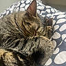 animal, bedding, blanket, cat, close_up, cozy, curled_up, ears, feline, fur, indoors, nap, pet, polka_dot, portrait, relaxed, sleeping, striped_fur, tabby_cat, whiskers