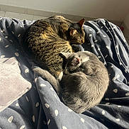 Crevette participe au concours pour gagner de l'argent avec cette photo : cat, cats, tabby_cat, grey_cat, sleeping, nap, curled_up, bed, blanket, duvet, polka_dots, sunlight, cozy, pet, indoor, whiskers, fur, paw, pair, resting