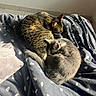 bed, blanket, cat, cats, cozy, curled_up, duvet, fur, grey_cat, indoor, nap, pair, paw, pet, polka_dots, resting, sleeping, sunlight, tabby_cat, whiskers