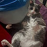 belly_up, blanket, blue_container, cat, ears, fabric, fur, gray_and_white, indoor, kitten, laundry_basket, lying_down, natural_light, paws, pet, red_surface, relaxed, sleepy, tile_floor, whiskers