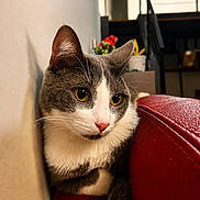 Crevette participe au concours pour gagner de l'argent avec cette photo : animal, cat, couch, ears, eyes, face, funny, fur, gray_and_white, home, indoor, leather, living_room, paws, pet, portrait, red, sitting, wall, whiskers