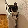 Crevette a rejoint le concours — aidez-le/la à gagner de superbes lots ! cat, kitten, radiator, paw, wall, tile_floor, indoor, pet, gray_white_fur, whiskers, ears, curious, close_up, leaning, resting, home, texture_wall, warmth, portrait, looking_down