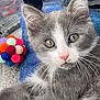 Crevette participe au concours pour gagner de l'argent avec cette photo : cat, kitten, pet, whiskers, gray_and_white, close_up, portrait, eyes, pink_nose, colorful_toy, towel, blanket, fur, ears, paw, playful, looking_at_camera, indoor, cute, relaxed