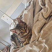 Abu participe au concours pour gagner de l'argent avec cette photo : tabby_cat, cat, pet, animal, feline, indoor, blanket, bed, comfort, cozy, fur, whiskers, ears, eyes, resting, home, curious, soft, domestic, cute