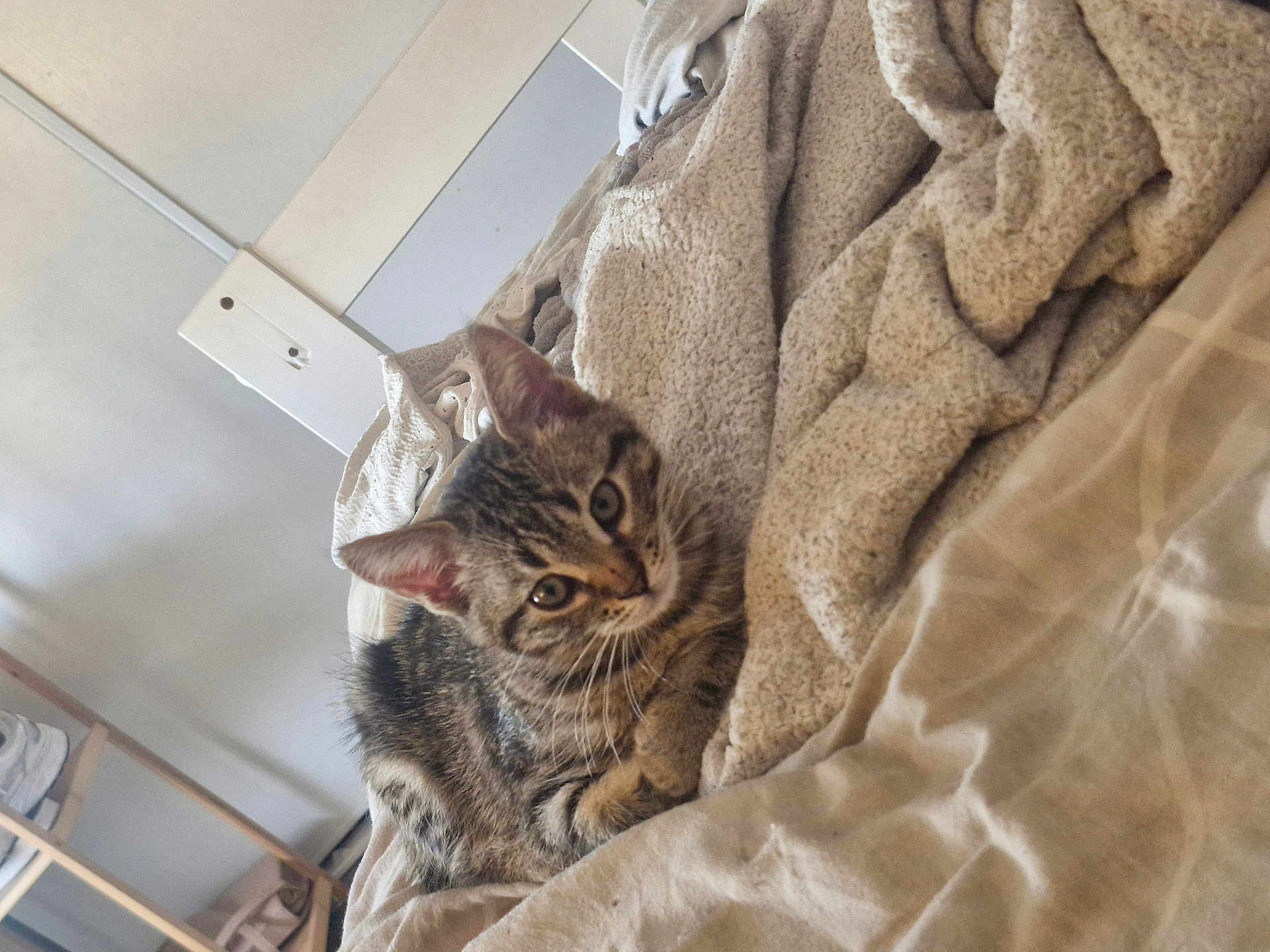 Abu participe au concours pour gagner de l'argent avec cette photo : tabby_cat, cat, pet, animal, feline, indoor, blanket, bed, comfort, cozy, fur, whiskers, ears, eyes, resting, home, curious, soft, domestic, cute