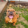 dog, brown_dog, happy, tongue_out, grass, yard, outdoor, pet, canine, smiling, playful, wooden_deck, animal, cute, friendly, nature, closeup, muzzle, sitting, sunlight