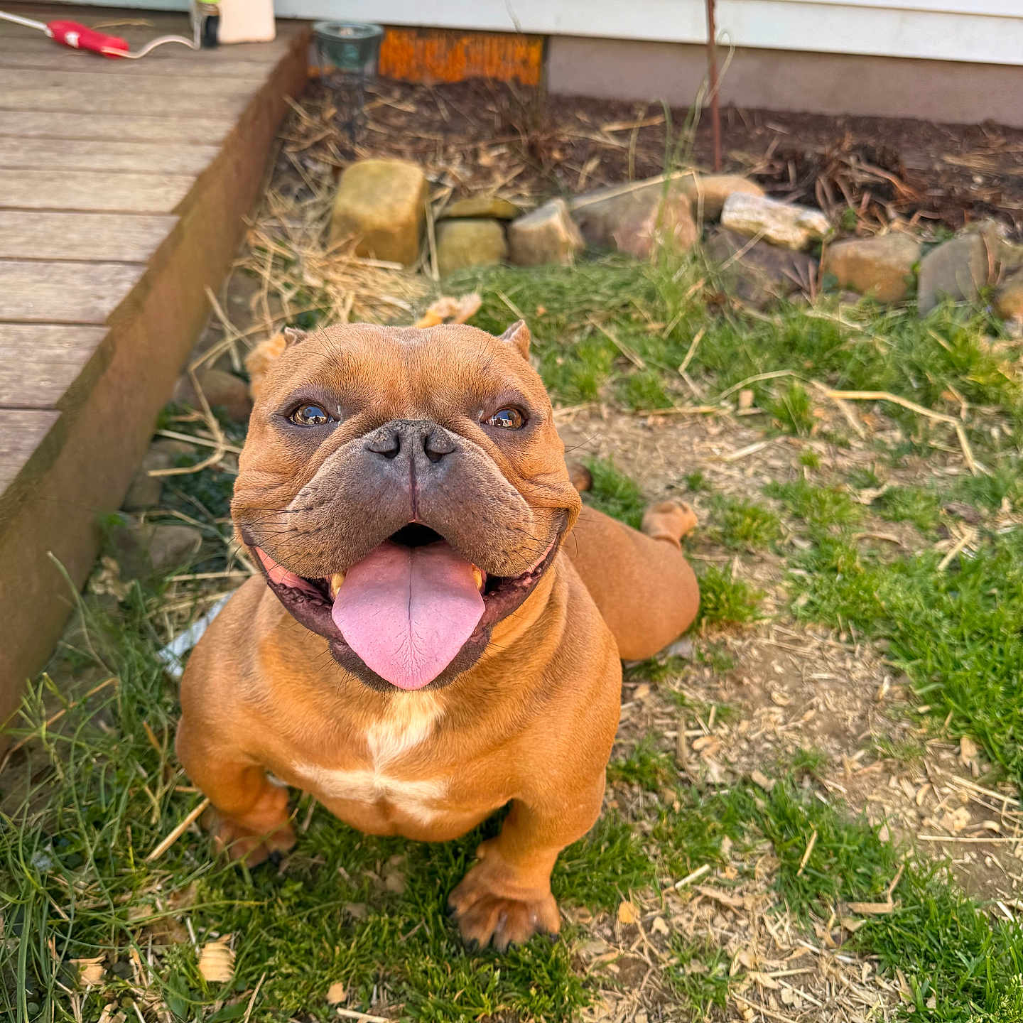 Sumo is registered to the contest to win money with this photo: dog, brown_dog, happy, tongue_out, grass, yard, outdoor, pet, canine, smiling, playful, wooden_deck, animal, cute, friendly, nature, closeup, muzzle, sitting, sunlight