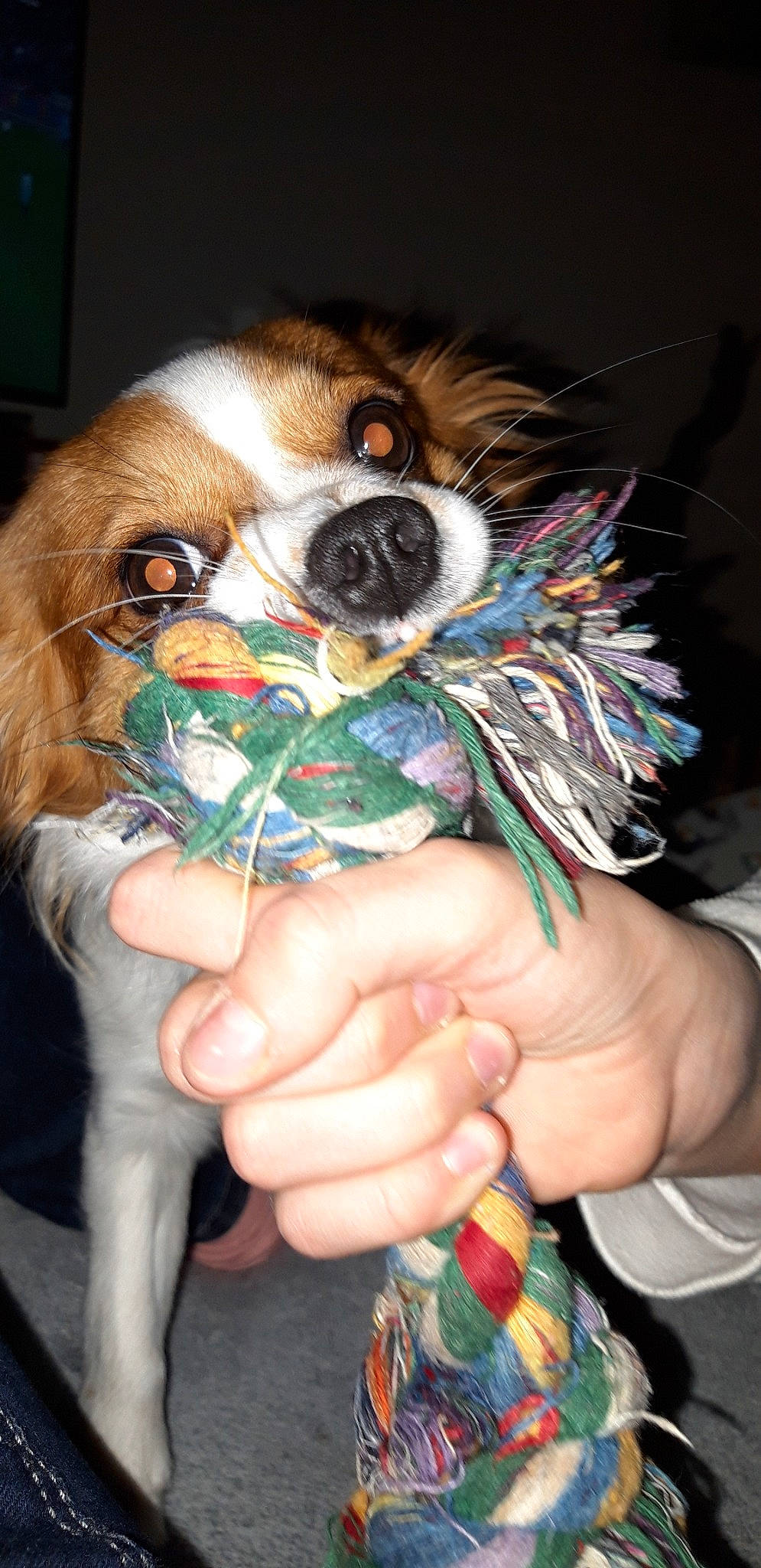 Maya a rejoint le concours — aidez-le/la à gagner de superbes lots ! canidae, carnivore, cavalier_king_charles_spaniel, companion_dog, dog, dog_breed, fawn, hand, king_charles_spaniel, papillon, puppy, spaniel, sporting_group, toy_dog