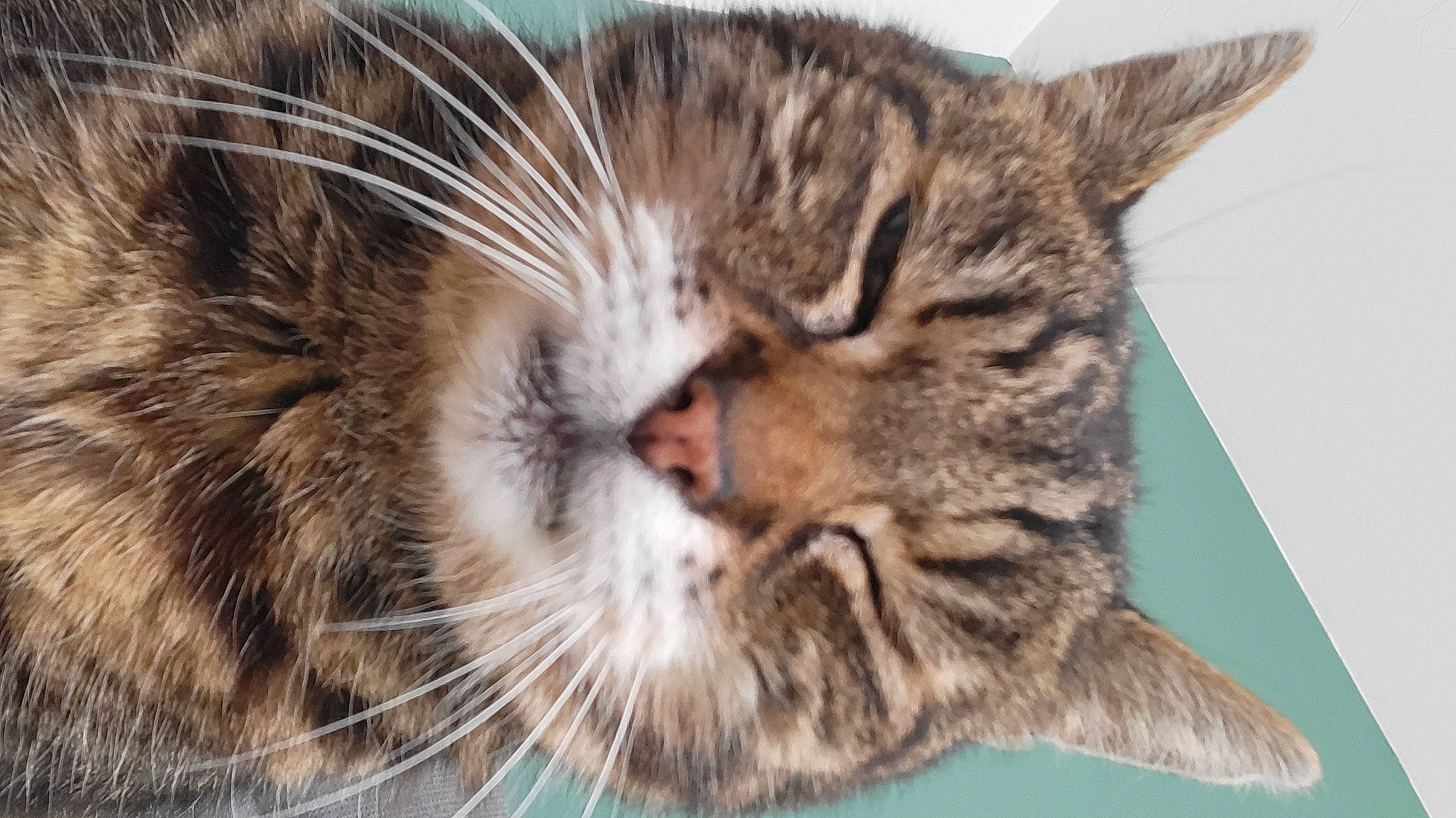 Enzo a rejoint le concours — aidez-le/la à gagner de superbes lots ! carnivore, cat, close_up, domestic_short_haired_cat, eye, felidae, fur, paw, small_to_medium_sized_cats, snout, terrestrial_animal, whiskers, wildlife