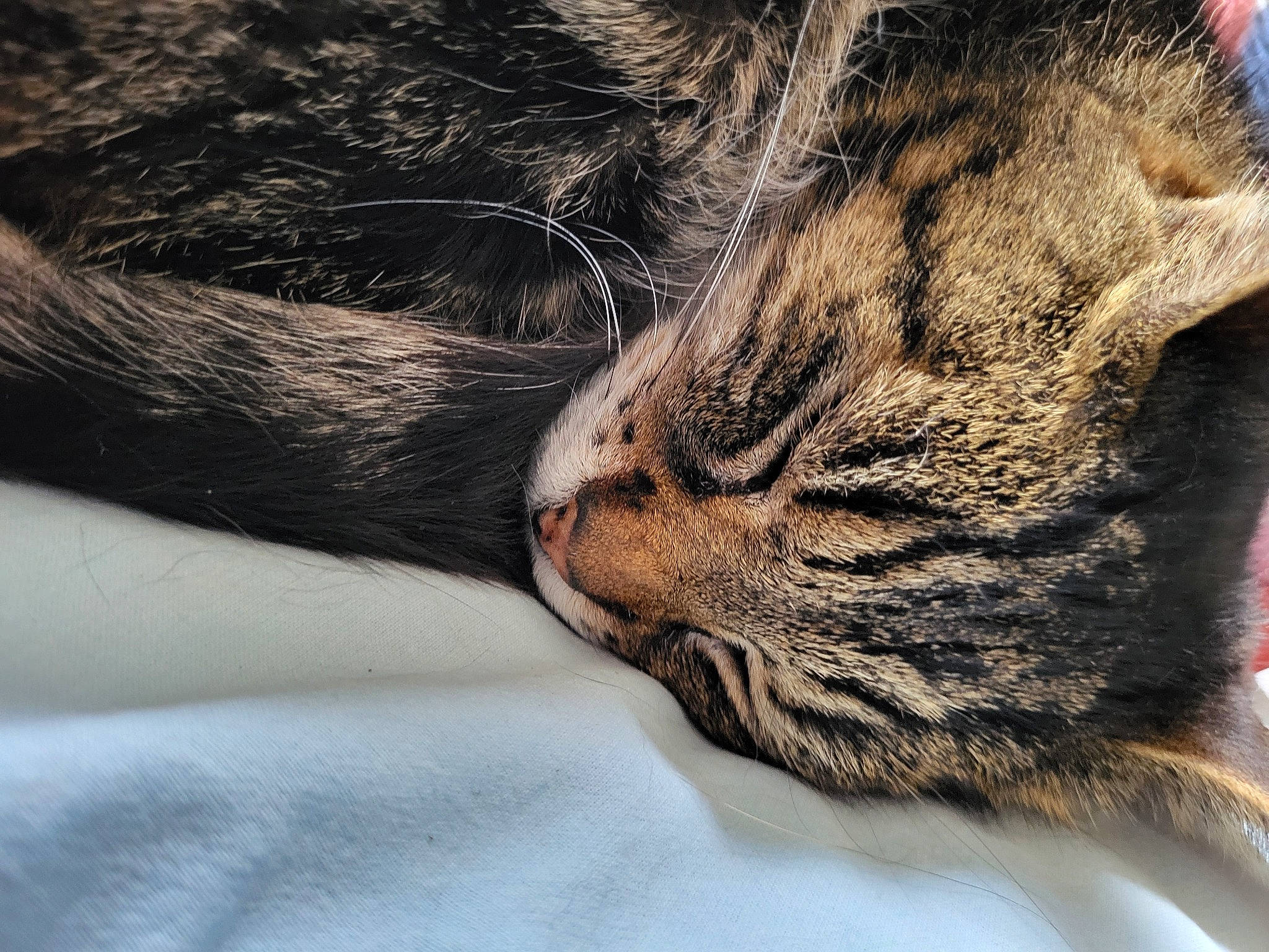 Enzo participe au concours pour gagner de l'argent avec cette photo : carnivore, cat, claw, comfort, domestic_short_haired_cat, eye, felidae, fur, nap, paw, sleep, small_to_medium_sized_cats, snout, tail, terrestrial_animal, whiskers, wildlife, wrinkle