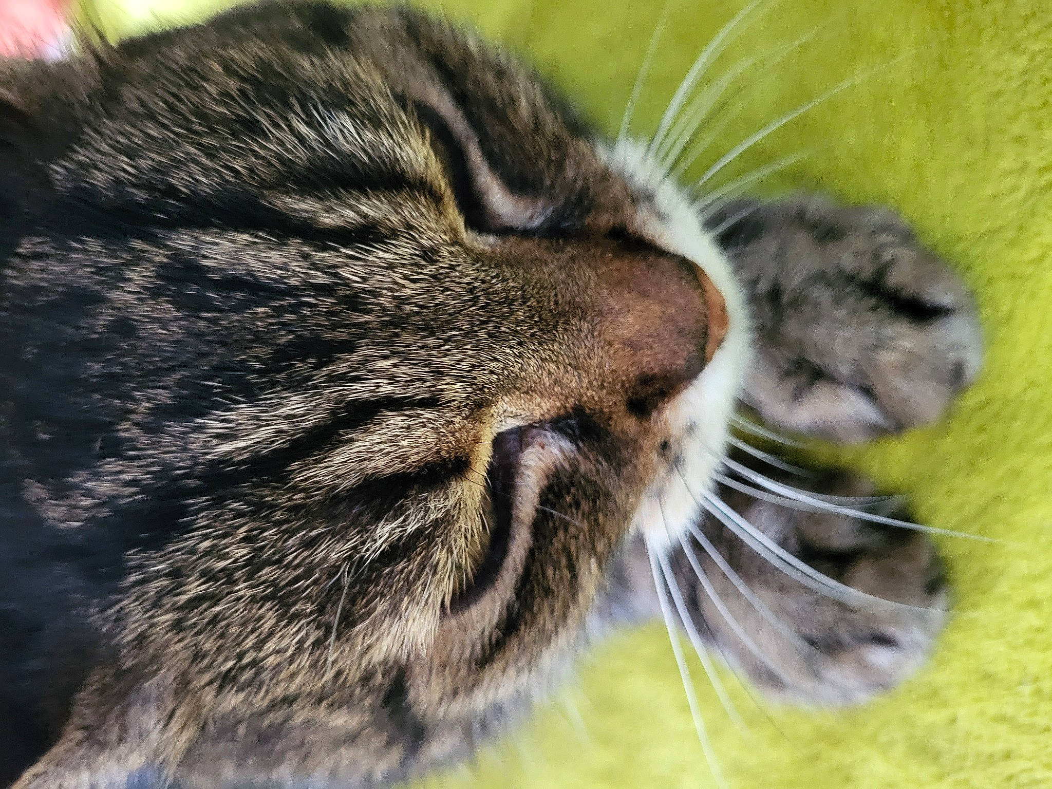 Enzo a rejoint le concours — aidez-le/la à gagner de superbes lots ! carnivore, cat, domestic_short_haired_cat, felidae, fur, grass, natural_material, paw, photography, small_to_medium_sized_cats, snout, terrestrial_animal, whiskers, wildlife